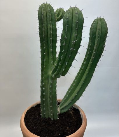 Arbuste en pot cactus