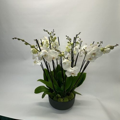 Pot d'orchidées blanche pour l'intérieur