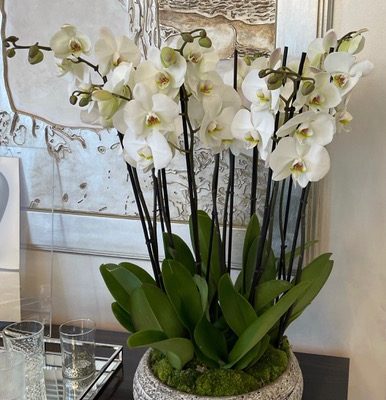 orchidée blanche d'intérieur
