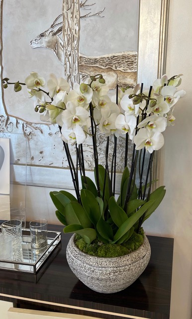 orchidée blanche d'intérieur