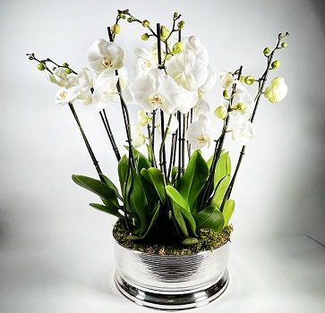 orchidées blanches en pot