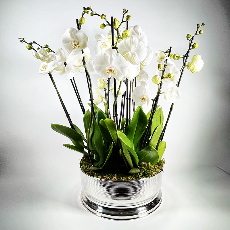 orchidées blanches en pot