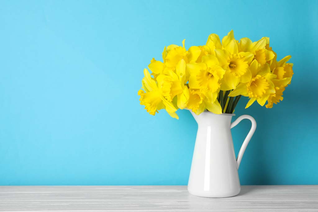 Bouquet de jonquilles sur fond bleu ciel et plan de travail finition grisée